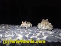 /home//u458753944/public_html/sourcegallery//Roxborough Toad Detour/2013-2019/2017/P4110728.JPG